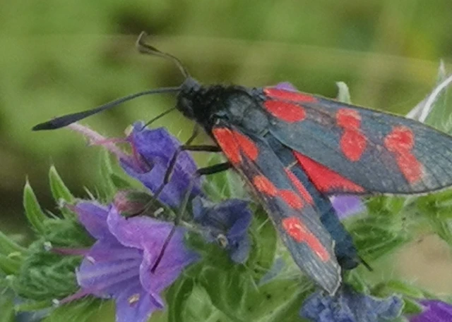 Zygaena filipendulae - acélszínű csüngőlepke