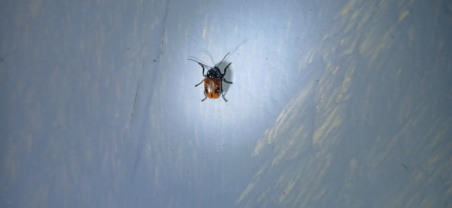 Cryptocephalus bipunctatus - kétpettyes zömökbogár