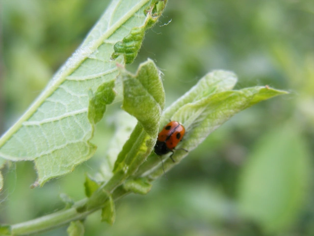 Cryptocephalus bipunctatus - kétpettyes zömökbogár