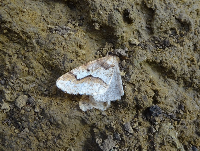Erannis defoliaria - nagy téliaraszoló