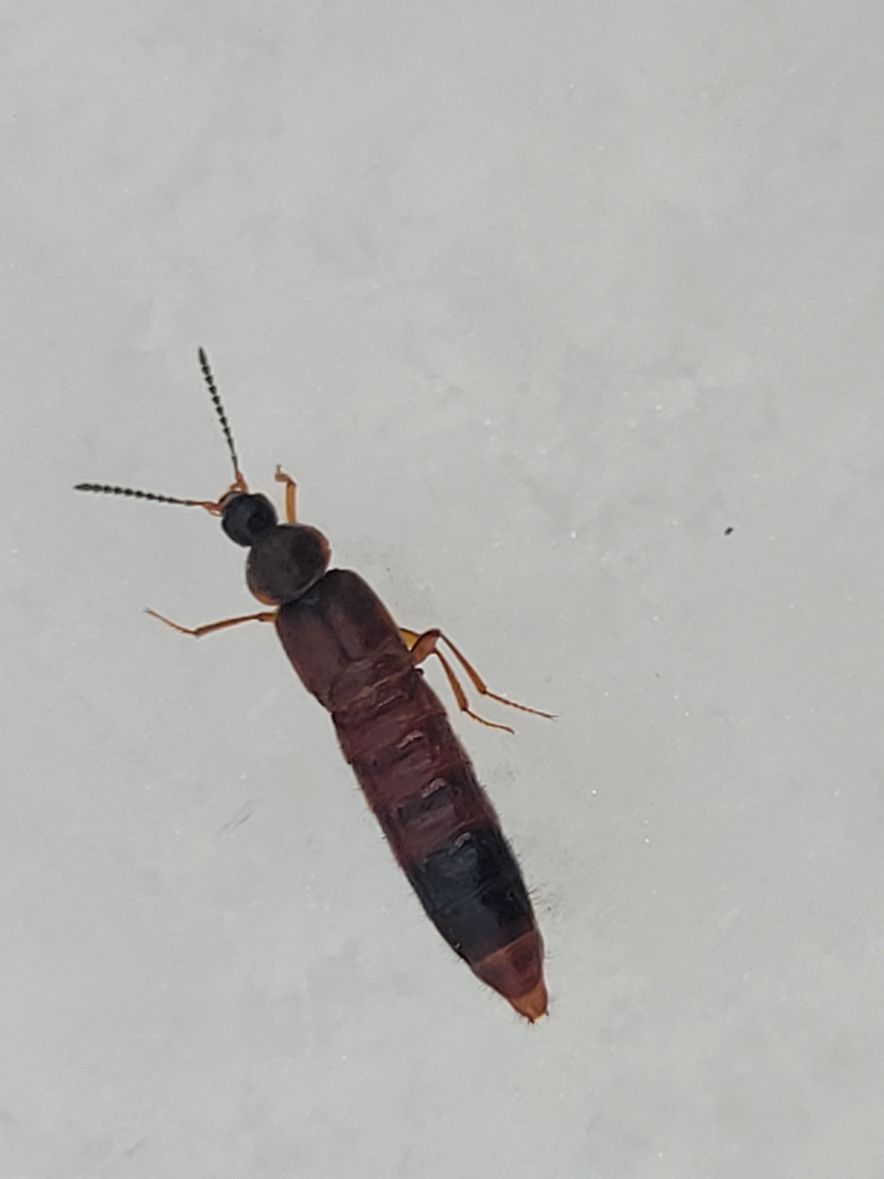 Aleochara