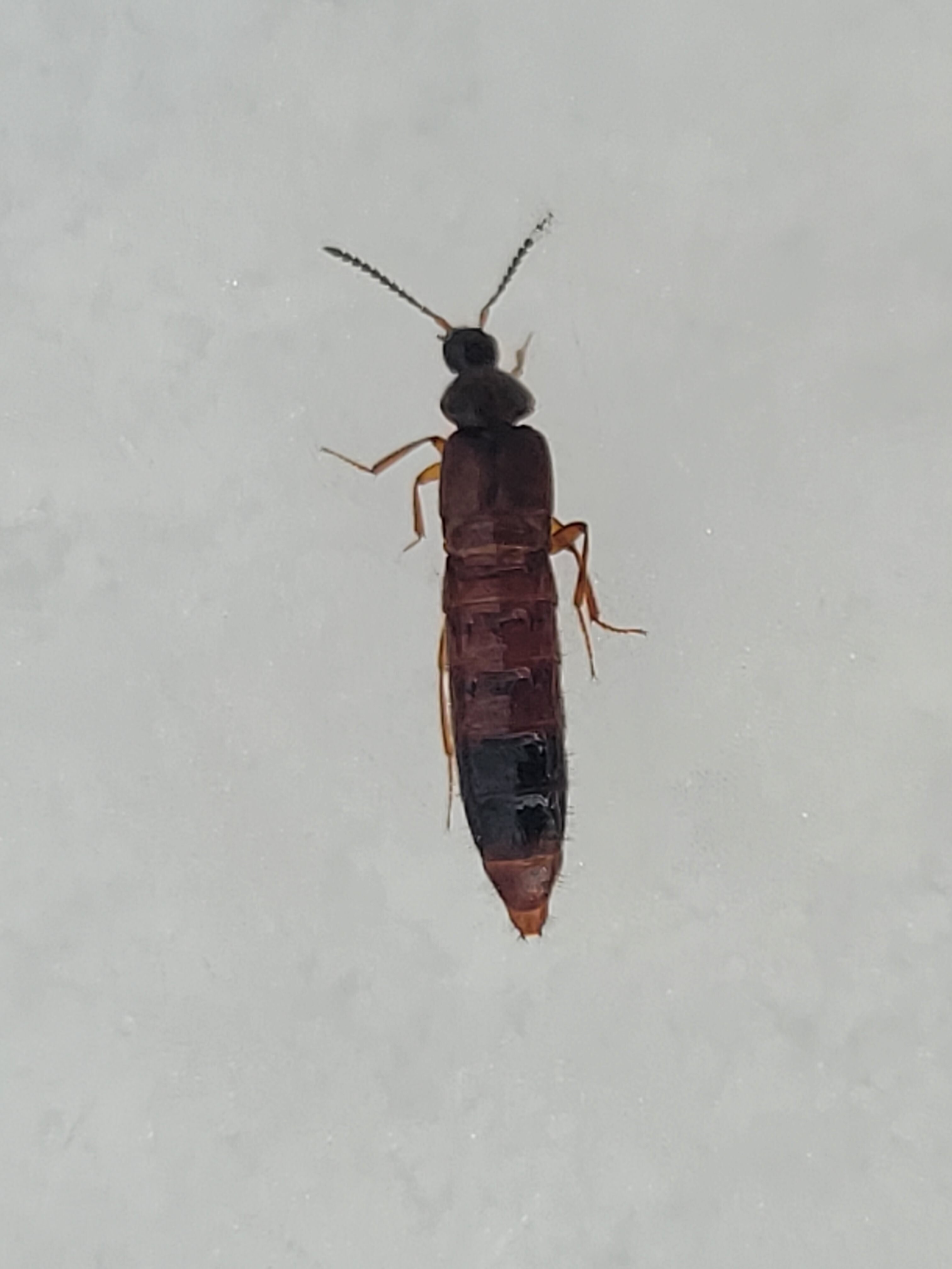 Aleochara penicillata - téli fürkészholyva