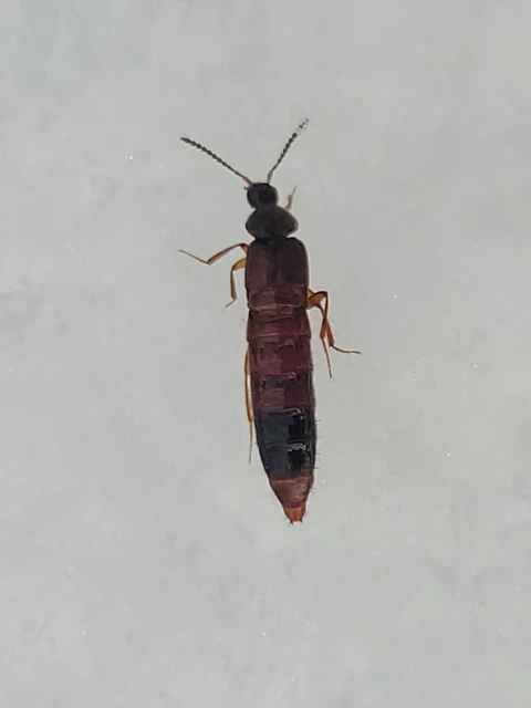 Aleochara penicillata - téli fürkészholyva