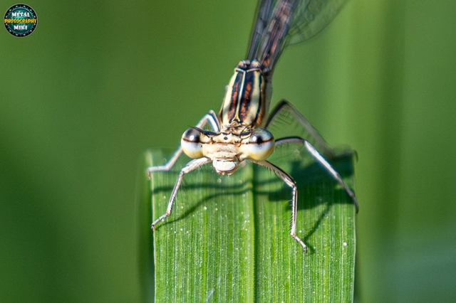 Platycnemis pennipes - széleslábú szitakötő