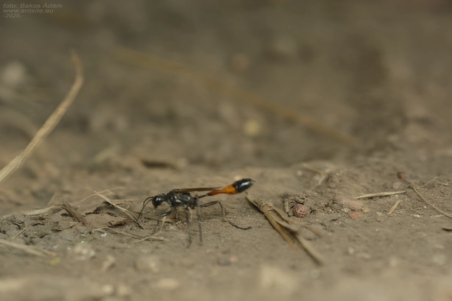 Ammophila sabulosa - homoki hernyóölődarázs