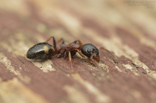 Dolichoderus quadripunctatus - négypettyes erdeihangya