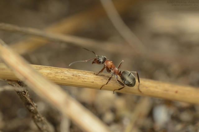 Formica rufibarbis - vörös rabszolgahangya