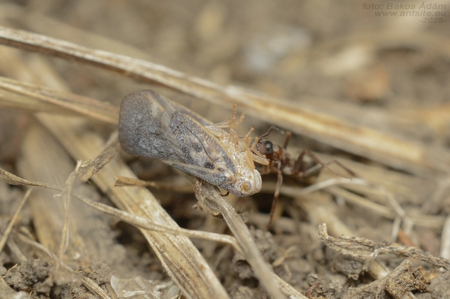 Metcalfa pruinosa - amerikai lepkekabóca
