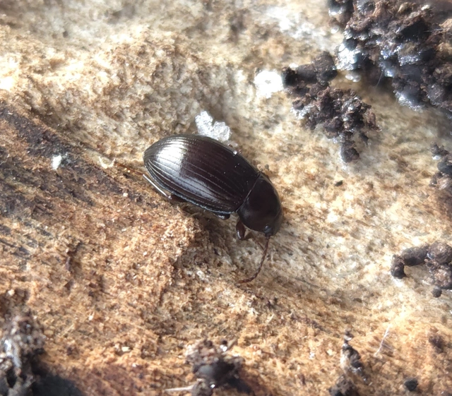 Nalassus dermestoides - rövidszárnyú gyászbogár