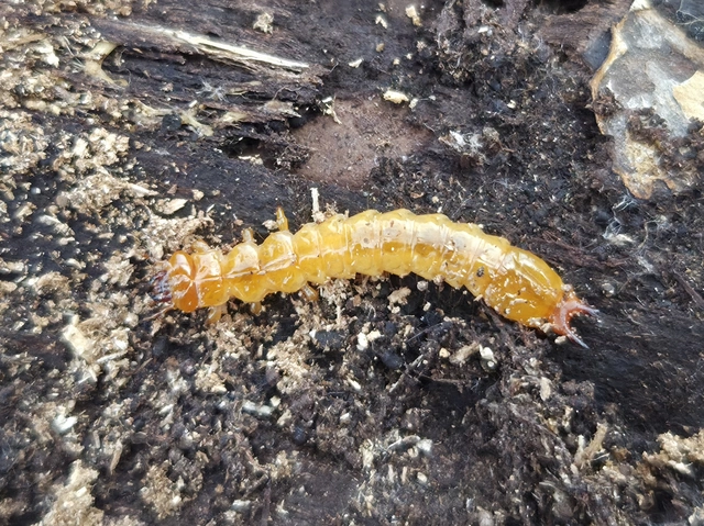 Pyrochroa