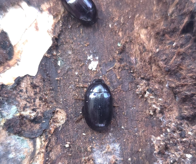 Platydema violaceum - fémkék taplóbogár
