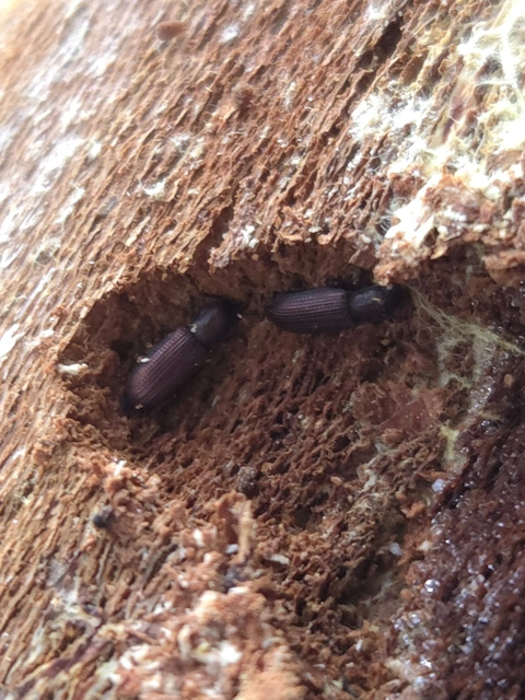 Pycnomerus terebrans - bordás héjbogár
