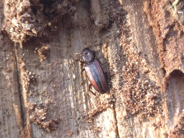 Bothrideres bipunctatus - szívnyakú humuszbogár