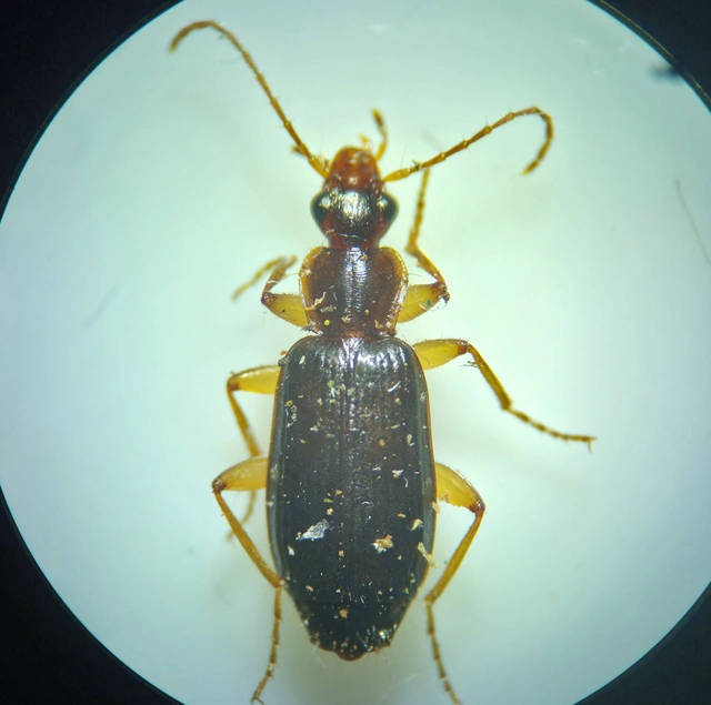 Dromius agilis - fürge kéregfutó
