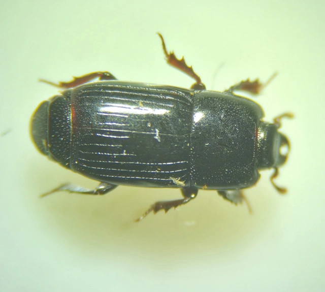 Platysoma elongatum - hosszúkás lapossutabogár Platysoma elongatum - hosszúkás lapossutabogár