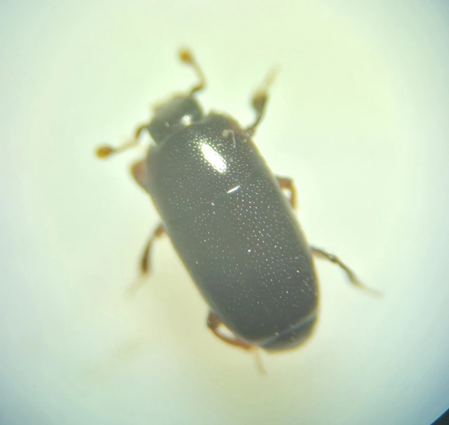 Paromalus parallelepipedus - fenyves-kéregsutabogár