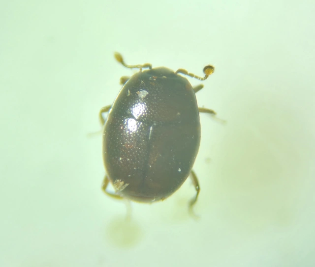 Acritus minutus - simanyakú paránysutabogár