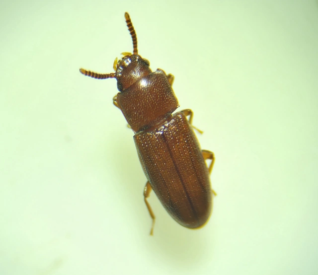 Palorus