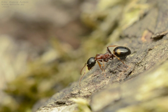 Dolichoderus quadripunctatus - négypettyes erdeihangya