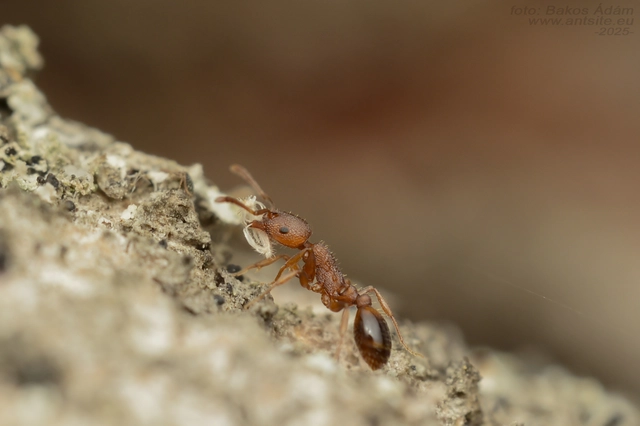 Temnothorax clypeatus - rozsdás kéreghangya