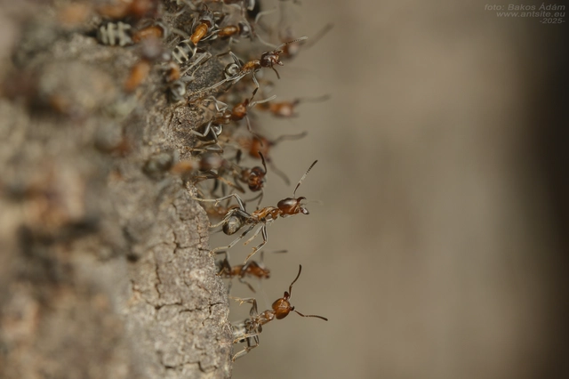 Liometopum microcephalum - tölgyfahangya