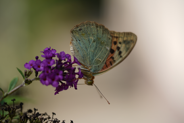 Argynnis pandora - zöldes gyöngyházlepke