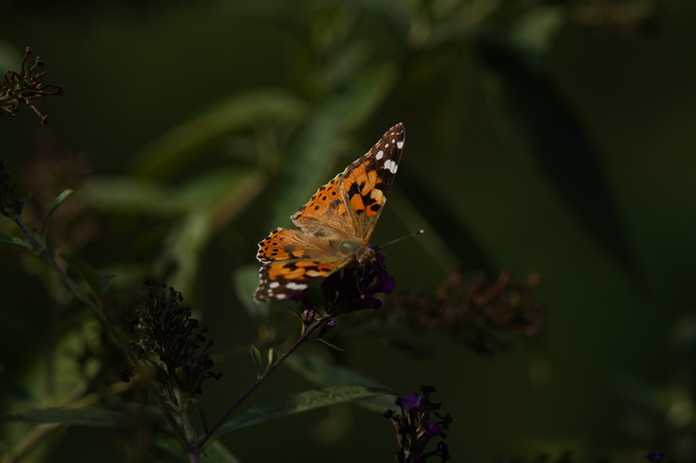 Vanessa cardui - bogáncslepke
