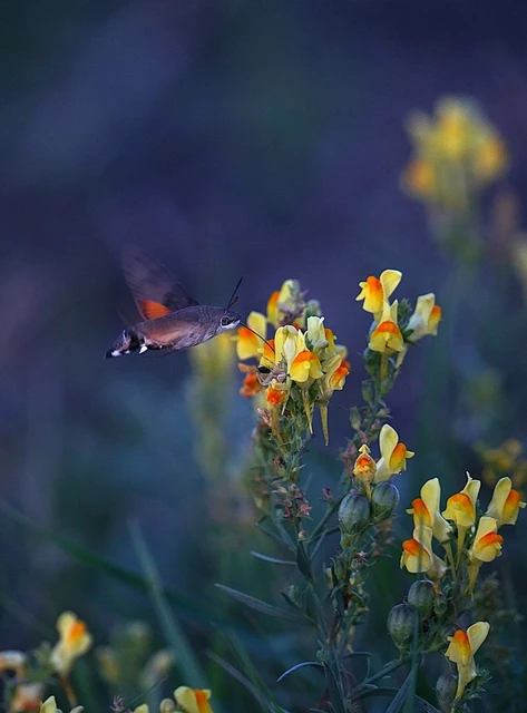 Macroglossum stellatarum - kacsafarkú szender