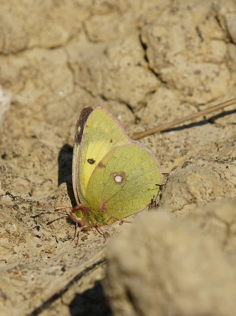 Colias erate - csángó-kéneslepke