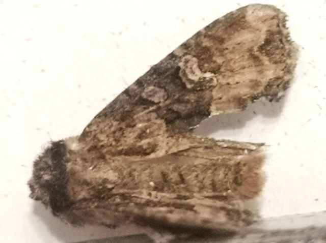 Mesapamea secalella/secalis