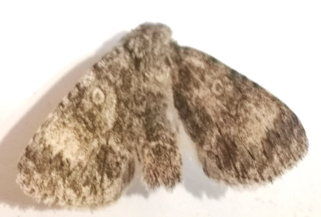 Acronicta megacephala - nagyfejű szigonyosbagoly