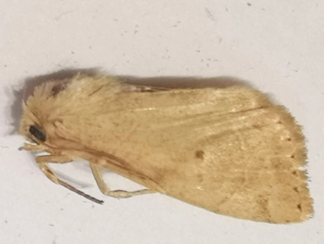 Cosmia trapezina - közönséges lombbagoly