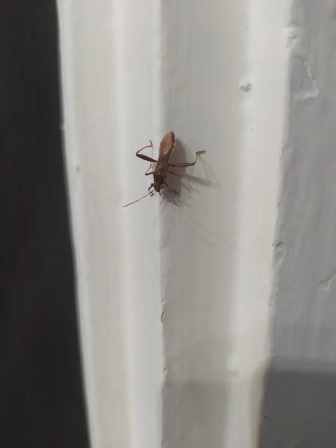 Camptopus lateralis - görbelábú karimáspoloska