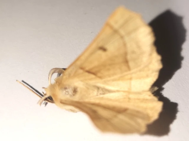Crocallis elinguaria - sárga sávosaraszoló