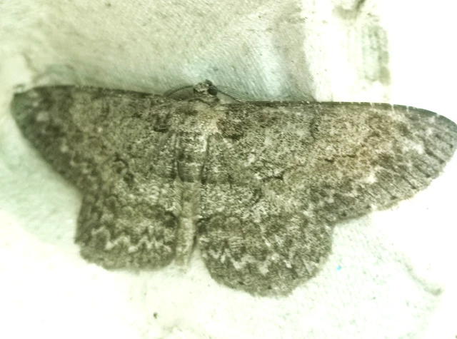 Hypomecis punctinalis - pettyes faaraszoló