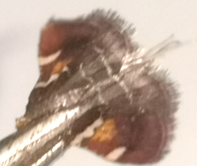 Pyralis regalis - pompás fényilonca