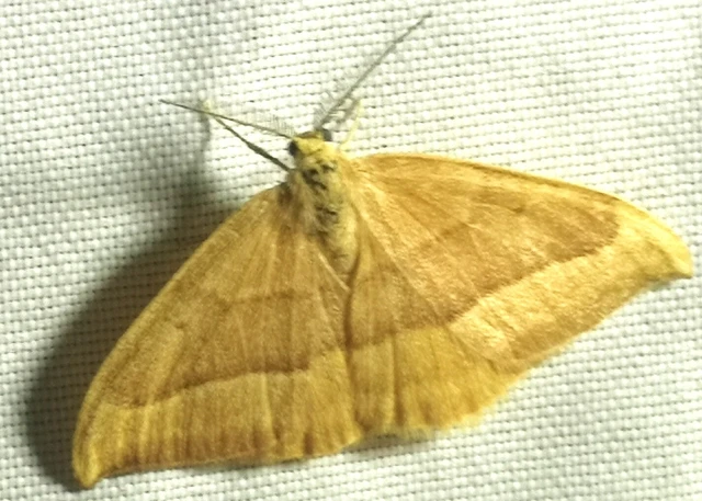 Watsonalla cultraria - bükkfa-sarlósszövő