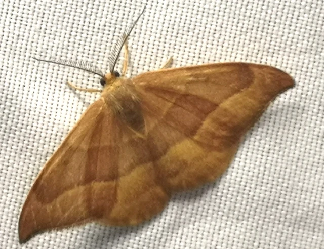 Watsonalla cultraria - bükkfa-sarlósszövő