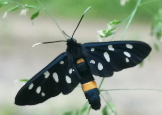 Amata phegea - fehérpettyes álcsüngőlepke