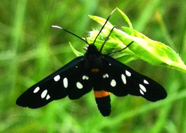 Amata phegea - fehérpettyes álcsüngőlepke