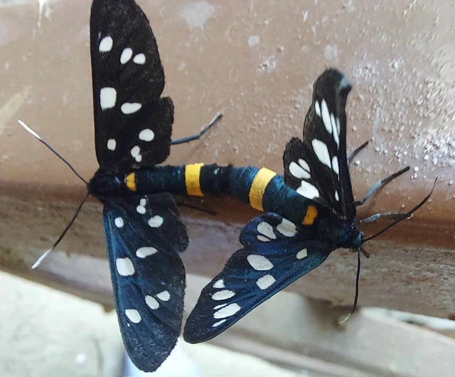 Amata phegea - fehérpettyes álcsüngőlepke