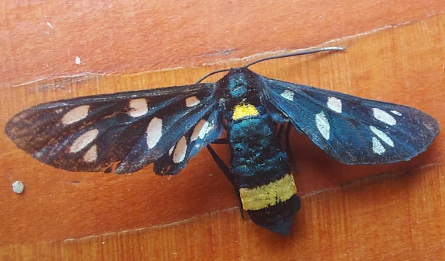 Amata phegea - fehérpettyes álcsüngőlepke