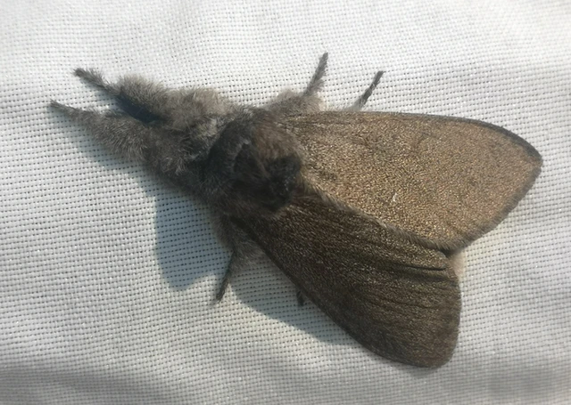 Calliteara pudibunda - hamvasszövő