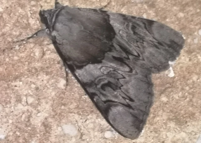 Catocala fulminea - galagonya-övesbagoly