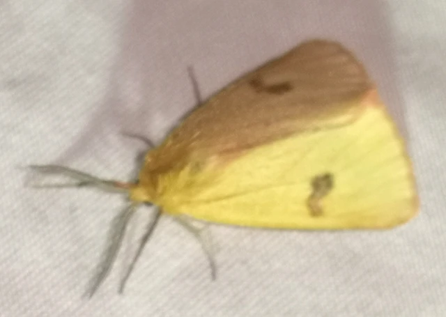 Diacrisia sannio - vörösszélű medvelepke