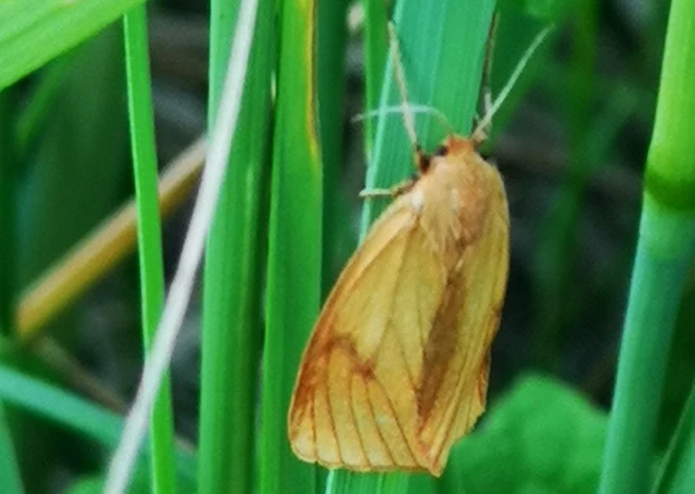Diacrisia sannio - vörösszélű medvelepke