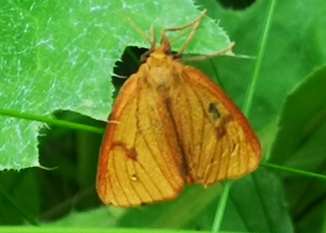 Diacrisia sannio - vörösszélű medvelepke
