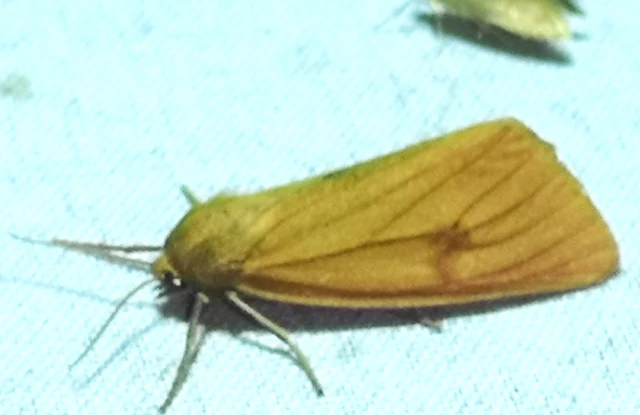 Diacrisia sannio - vörösszélű medvelepke