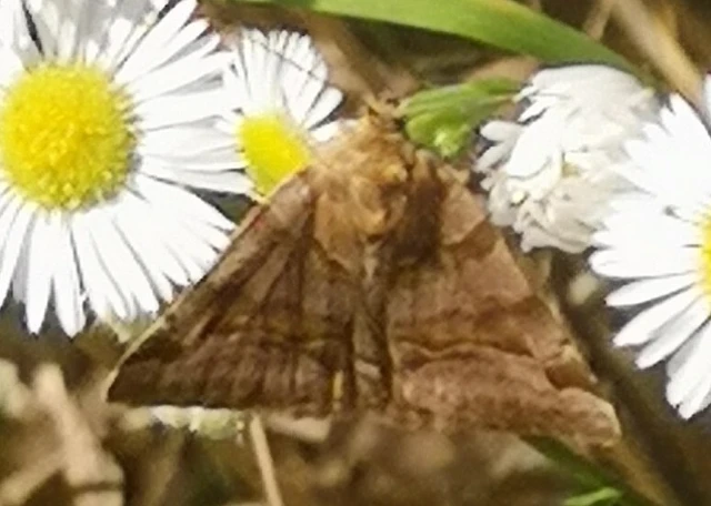 Euclidia glyphica - közönséges nappalibagoly
