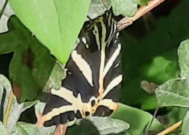 Euplagia quadripunctaria - csíkos medvelepke